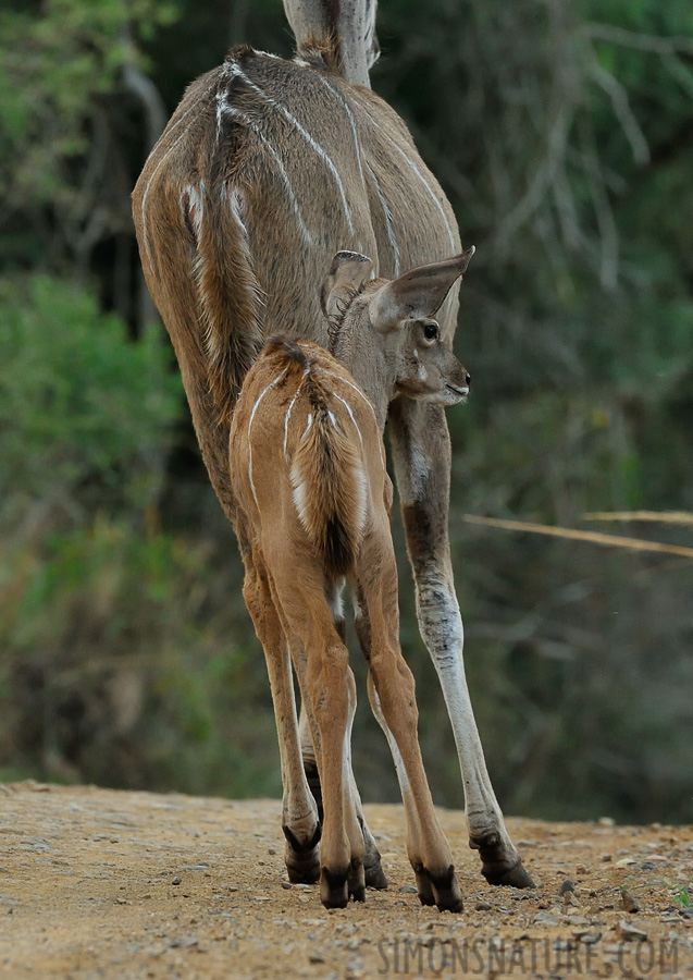 Strepsiceros zambesiensis [380 mm, 1/250 sec at f / 8.0, ISO 2500]